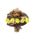 亀のくうちゃん（個別スタンプ：1）