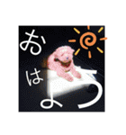 亀のくうちゃん（個別スタンプ：2）