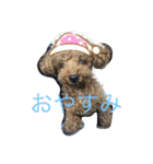 亀のくうちゃん（個別スタンプ：3）