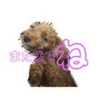 亀のくうちゃん（個別スタンプ：4）