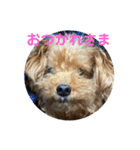 亀のくうちゃん（個別スタンプ：11）