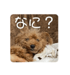 亀のくうちゃん（個別スタンプ：13）