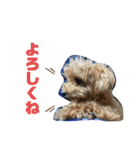 亀のくうちゃん（個別スタンプ：18）