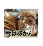 亀のくうちゃん（個別スタンプ：26）