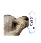 虎鉄と娘雪のスタンプっ！（個別スタンプ：3）