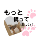 虎鉄と娘雪のスタンプっ！（個別スタンプ：9）
