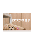 虎鉄と娘雪のスタンプっ！（個別スタンプ：13）
