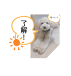 虎鉄と娘雪のスタンプっ！（個別スタンプ：14）