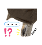 ひまにゃん10（個別スタンプ：3）