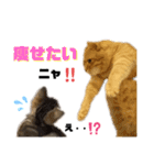 ひまにゃん10（個別スタンプ：14）