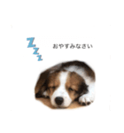 コイケル パピー（個別スタンプ：3）