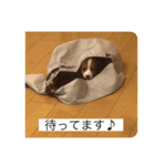 コイケル パピー（個別スタンプ：4）