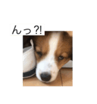 コイケル パピー（個別スタンプ：5）