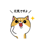 コロナ禍の柴犬（個別スタンプ：2）