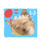 ちわわのてぃむくん①（個別スタンプ：1）