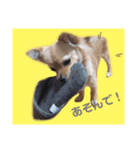 ちわわのてぃむくん①（個別スタンプ：2）