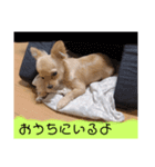 ちわわのてぃむくん①（個別スタンプ：4）