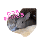 心縁8（個別スタンプ：2）