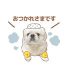 たぴちゃんスタンプ第2弾（個別スタンプ：6）
