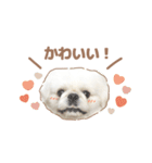 たぴちゃんスタンプ第2弾（個別スタンプ：8）