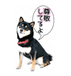 黒柴犬の♡ポジティブ思考♡BIGスタンプ（個別スタンプ：26）