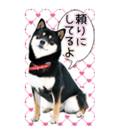 黒柴犬の♡ポジティブ思考♡BIGスタンプ（個別スタンプ：27）