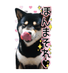 黒柴犬の♡ポジティブ思考♡BIGスタンプ（個別スタンプ：37）