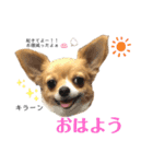 ☆ベル君☆スタンプ（個別スタンプ：1）
