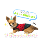 ☆ベル君☆スタンプ（個別スタンプ：8）