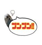 第7弾のパート2☆かわいい☆セキセイインコ（個別スタンプ：13）