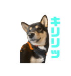 よも、時々きび（個別スタンプ：3）