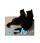 よも、時々きび（個別スタンプ：6）
