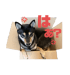 よも、時々きび（個別スタンプ：9）