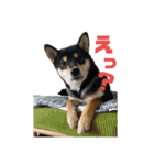 よも、時々きび（個別スタンプ：10）