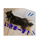 よも、時々きび（個別スタンプ：18）