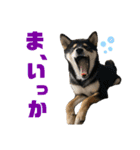 よも、時々きび（個別スタンプ：24）
