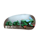 爬虫類 両生類 スタンプ 大量（個別スタンプ：6）