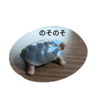 爬虫類 両生類 スタンプ 大量（個別スタンプ：8）