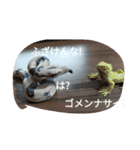 爬虫類 両生類 スタンプ 大量（個別スタンプ：10）