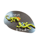 爬虫類 両生類 スタンプ 大量（個別スタンプ：12）