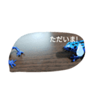 爬虫類 両生類 スタンプ 大量（個別スタンプ：14）