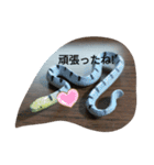 爬虫類 両生類 スタンプ 大量（個別スタンプ：20）