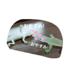 爬虫類 両生類 スタンプ 大量（個別スタンプ：23）