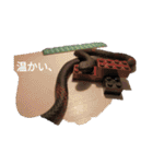 爬虫類 両生類 スタンプ 大量（個別スタンプ：33）
