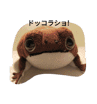 爬虫類 両生類 スタンプ 大量（個別スタンプ：34）