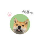 舌ぺろむぎ茶（個別スタンプ：3）