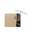 舌ぺろむぎ茶（個別スタンプ：7）