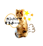 笑の楽屋フレンズ（個別スタンプ：11）