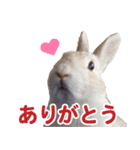Ranmaru Tube -保護うさぎ蘭丸- vol.1（個別スタンプ：3）