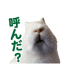 Ranmaru Tube -保護うさぎ蘭丸- vol.1（個別スタンプ：11）